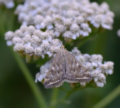 Loxostege sticticalis