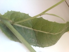 Sonchus arvensis uliginosus