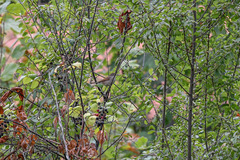 Curruca communis