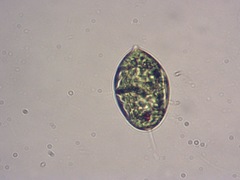 Lepocinclis ovum