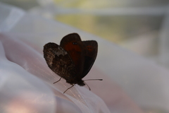 Erebia pronoe