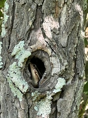 Plestiodon