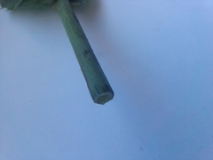 Sonchus arvensis uliginosus