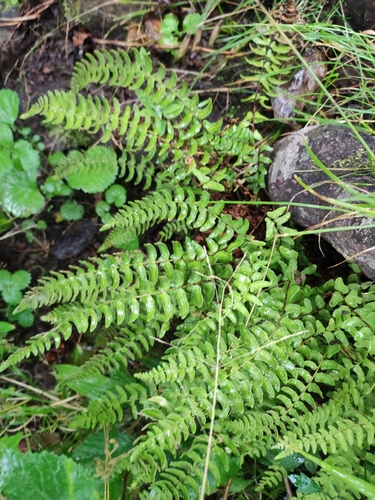 Image of Woodsia polystichoides by (c) Dmitry Ivanov, some rights reserved (CC BY)