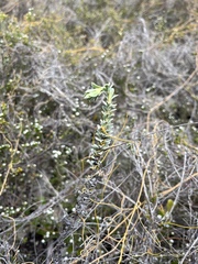 Hermannia trifoliata