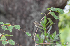 Phylloscopus trochilus