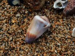 Conus muriculatus