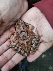 Rana dybowskii
