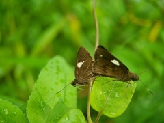 Notocrypta paralysos