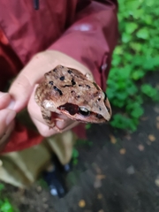 Rana dybowskii
