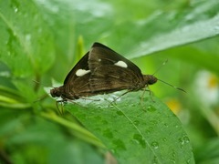 Notocrypta paralysos