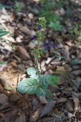 Salvia nana
