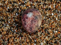 Nerita erythrostoma