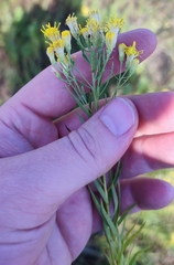 Galatella biflora