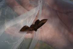 Erebia pronoe