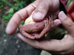 Rana dybowskii