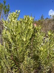 Leucadendron meridianum