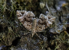 Lobogonodes multistriata