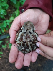 Bufo sachalinensis