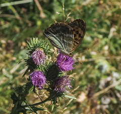 Argynnis paphia