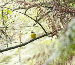 Eopsaltria australis