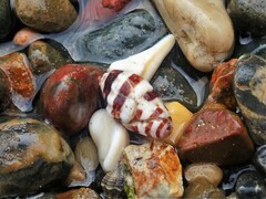 Engina zonalis