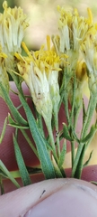 Galatella biflora