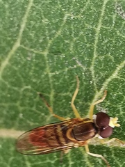 Toxomerus marginatus