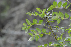 Fraxinus excelsior