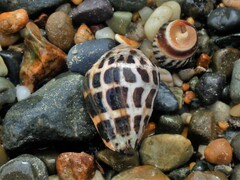 Conus ebraeus