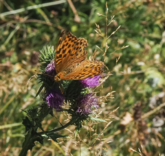 Argynnis paphia