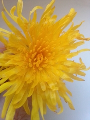 Sonchus arvensis uliginosus