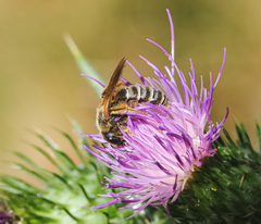 Halictus scabiosae