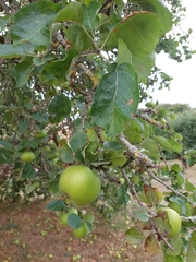 Malus domestica