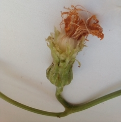 Sonchus arvensis uliginosus