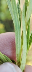 Galatella biflora