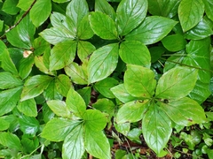 Brachybotrys paridiformis