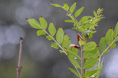 Fraxinus angustifolia