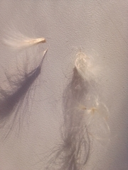 Sonchus arvensis uliginosus