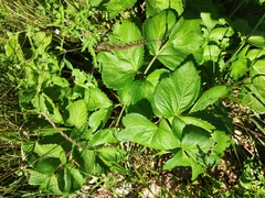 Angelica gmelinii
