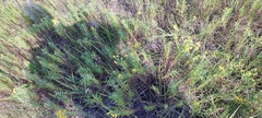 Galatella biflora
