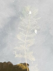 Myriophyllum