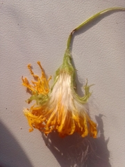 Sonchus arvensis uliginosus