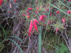 Stenanthera conostephioides