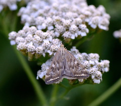 Loxostege sticticalis