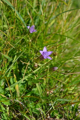 Gentianella