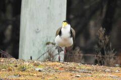 Vanellus miles novaehollandiae