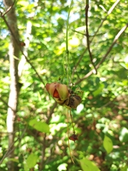 Euonymus maximowiczianus