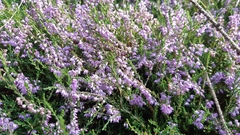 Calluna vulgaris