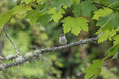 Ficedula hypoleuca